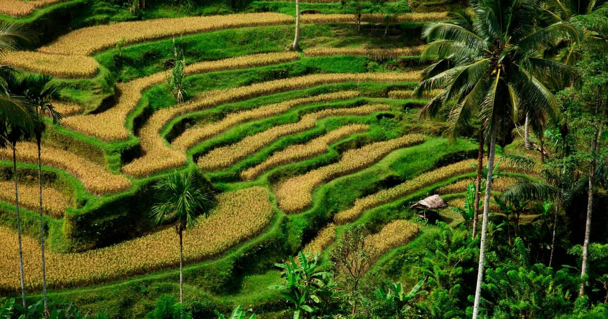 Ubud – Artistic Haven